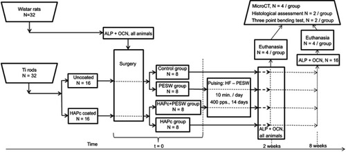 Figure 1 Flowchart of performed experiments and analyses.Abbreviations: Ti = titanium; HAPc = titanium implant coated with multisubstituted hydroxyapatites and collagen; PESW = pulsed electromagnetic short-waves; HF-PESW = high-frequency pulsed electromagnetic short-waves; ALP = alkaline phosphatase; OCN = osteocalcin; pps = pulses per second. 