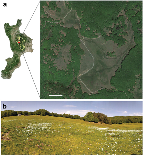 Figure 1. (a) Map of Calabria (Italy) showing the area where Lasioglossum subfasciatum was observed. The yellow line shows the area of the Sila National Park. The red dot indicates the location of Macchia Sacra (39°18ʹ39.0ʹʹN 16°25ʹ31.2ʹʹE, 1686 m). Detail shows a satellite image (from Google Earth) on the right. Scale bar: 150 m. (b) Images of the collection site captured in May.