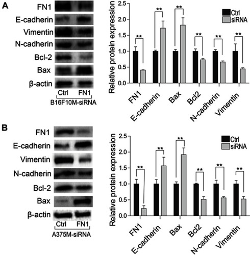 Figure 6 Effect of FN1 on protein expression in metastatic melanoma cells. (A) Mouse metastatic melanoma cells and (B) human metastatic melanoma cells were transfected with NC-siRNA or FN1-siRNA, and the expression of FN1, BCL2, E-cadherin, N-cadherin and Bax were measured by western blot. The results showed that downregulation of FN1 increased the expression of E-cadherin and Bax, and decreased the expression of N-cadherin, Vimentin and Bcl2. Data were presented as mean ± SD. **P<0.01.Abbreviations: FN1, fibronectin 1; NC, negative control.