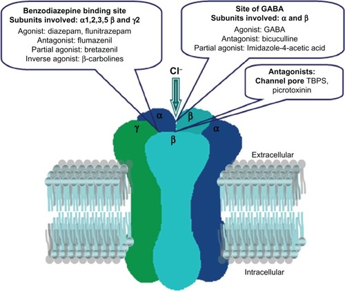 Figure 2 Schematic model of the GABA type A receptors.