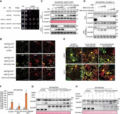 Figure 6. Vm1G-1794 disrupts the MdATG8i-MdEF-Tu interaction as a competitive antagonist and suppressed MdATG8i-labeled autophagic flux. (A) Yeast three-hybrid analysis to detect the growth of yeast co-transformed with the MdATG8i-Vm1G-1794-MdEF-Tu complex. (B) Detection of YFP signals was interfered with by RFP-Vm1G-1794 in the BiFC colocalization assays. Scale bars: 20 μm. (C) Vm1G-1794 interferes with the association of MdEF-Tu with MdATG8i in vivo in the co-IP assay. (D) Vm1G-1794 competes with MdEF-Tu to bind to MdATG8i in vitro according to a competitive GST affinity-isolation assay. MBP was used as a negative control. The gradient indicates increasing concentrations of Vm1G-1794 or Vm1G-1794ΔAIM. (E) Co-expression of Vm1G-1794ΔAIM-GFP, but not Vm1G-1794-GFP, significantly increased the number of RFP-MdATG8i-labeled autophagosomes in N. benthamiana treated with Con A. Maximum projections of images represent independent Z-stacks with 30 individual images each. Scale bars: 50 μm. (F) Quantification analysis of the numbers of MdATG8i labeled autophagosomes per section described in (E) with at least 10 individual images acquired from different leaf areas. Data represent means ± SD, n = 3. Different letters indicate significant differences at P < 0.05 based on one-way ANOVA followed by Tukey’s test. (G) Immunoblot analysis of the processing of RFP-MdATG8i co-expressed with Vm1G-1794-GFP or Vm1G-1794ΔAIM-GFP in N. benthamiana leaves after E64d or Con A treatment. (H) Immunoblot analysis of the processing of GFP-MdATG8i co-expressed with RFP-Vm1G-1794 or RFP-Vm1G-1794ΔAIM in apple leaves upon infection with or without Con A treatment.