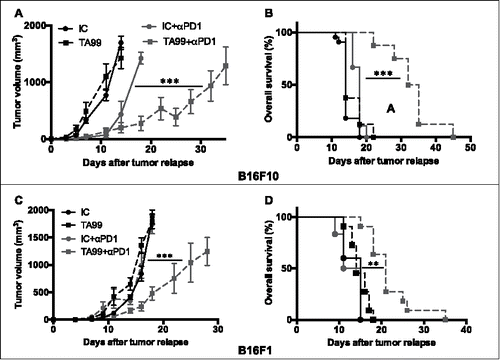 Figure 5. Anti-PD-1 treatment slows down tumor progression and increases survival of TA99-treated mice. C57BL/6N mice were grafted (s.c.) with 5.104 B16F10 (A and B) or B16F1 (C and D) cells and treated with the TA99 mAb or the isotype control (IC). Upon tumor appearance (50 mm3), mice received anti-PD-1 antibodies (i.p.) twice a week (IC+αPD-1, n = 8 or TA99+αPD-1, n = 8) or PBS (IC, n = 6 or TA99, n = 6) for 3 weeks. The mean tumor sizes ± SEM (A and C) and Kaplan-Meier survival curves (B and D) are indicated. Day 0 stands for the day of tumor appearance. ***p < 0.001; **p < 0.01 determined with mixed-effects ML regression test for tumor growth (A and C) and the log-rank test for Kaplan Meier survival curves (B and D).