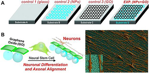 Figure 24 Schematic illustration of the SiO2 modified, GO modified and SiO2-GO modified substrates and their application of inducing the neuronal differentiation and axonal alignment of hNSCs. (A) Different control and experimental conditions for differentiating hNSCs into neurons. (B) hNSCs cultured and differentiated on Substrate D having a monolayer of NPs coated with GO show enhanced neuronal differentiation and axonal alignment.