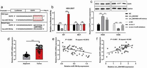 Figure 5. Circ_0001955 up-regulated EGFR expression through adsorption of miR-769-5p.