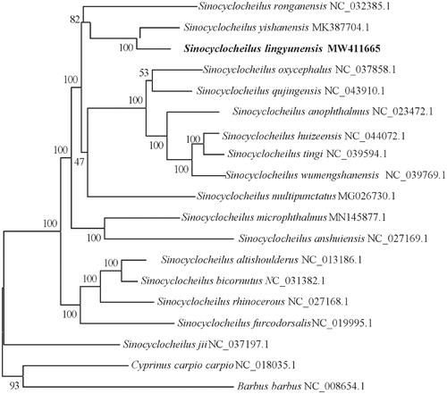 Figure 1. Bayesian 50% majority-rule consensus phylogenetic tree of S. lingyunensis. Cyprinus carpio carpio and Barbus barbus were used as outgroups. Numbers on the internode branches are Bayesian posterior probability.