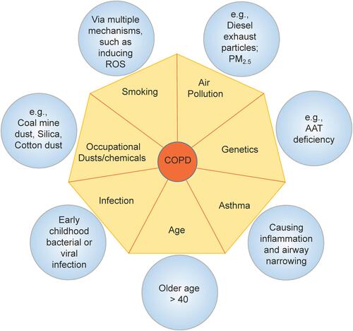 Figure 2 Risk factors of COPD may activate the NLRP3 inflammasome. The onset of progression of COPD can be affected by a number of factors. CS is the most common risk factor of COPD by multiple mechanisms such as generating free radicals and causing oxidative stress. Air pollutants induce production of ROS or release of cathepsins. These factors and genetic deficiency of AAT all contribute to the activation of the NLRP3 inflammasome in the lungs, which enhances the progression of COPD. Childhood lung infection and asthma may cause chronic inflammation in the lungs, which increases the risk of developing COPD.