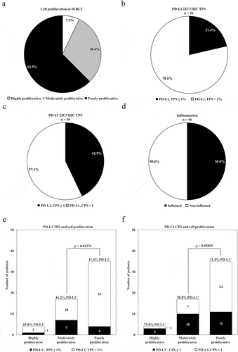 Figure 2. Prevalence of cell proliferation and PD-L1 expression. (a) Proportion of RCC patients for cell proliferation by tertiles of poorly, moderately, and highly proliferative. (b) Proportion of RCC patients for PD-L1 expression by IHC using a tumor proportion score (TPS) value of ≥1% as a positive result, or (c) a combined positive score (CPS) value of ≥1 as a positive result. (d) Proportion of RCC tumors that are inflamed and non-inflamed. (e) Proportion of PD-L1 TPS positive or negative RCC patients for tertiles of poorly, moderately, and highly proliferative. (f) Proportion of PD-L1 CPS positive or negative RCC patients for tertiles of poorly, moderately, and highly proliferative.