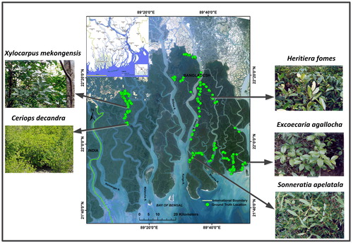 Figure 2. True color composite satellite image showing ground truth points and photograph of major mangrove species in different localities of the Sundarbans. The five dominated species types of the study area are also shown here. Source: Author.