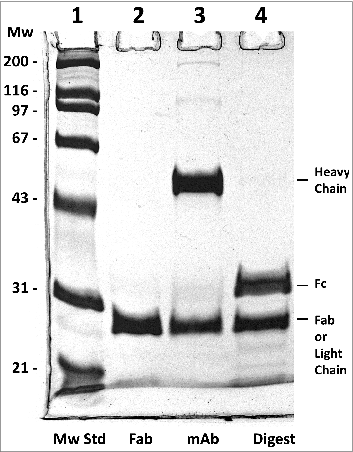 Figure 5. Reducing 10% SDS-PAGE analysis of h2E2 Fab, mAb and the Endo Lys-C digest. 5 μg of Fab, 6 μg of h2E2 mAb and 6 μg of Endo-Lys-C digested mAb were loaded onto lanes 2-4, respectively. Note the purity and lack of high molecular weight impurities in the Fab preparation. Migration positions of the reduced heavy and light chains, as well as the reduced Fab and Fc fragments, are indicated.