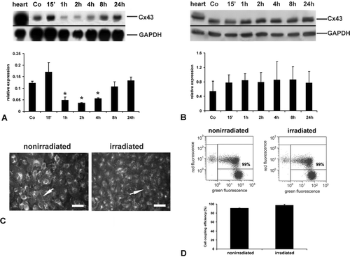 Figure 2. Modulation of Cx43 expression in human hybrid endothelial EA.hy926 cells after X-ray irradiation. Northern blot analysis of Cx43 mRNA (A) and Western blot analysis of Cx43 protein expression (B) in EA.hy926 cells exposed to 5 Gy X-rays. RNA and protein were harvested 15 min up to 24 h after irradiation. Densitometric analyses of three independent experiments are shown. Whereas the Cx43 transcript was downregulated 1 h after irradiation, the Cx43 protein level did not change. (C) Cx43 immunostaining of EA.hy926 cells before and 2 h after irradiation. The nonirradiated EA.hy926 cells showed the characteristic punctate Cx43 staining pattern at the cell membranes. 2 h after irradiation no obvious changes in Cx43 expression in EA.hy926 cells could be observed. (D) The EA.hy926 cells revealed strong cell coupling analyzed by calcein dye transfer and FACS analysis with a mean coupling efficiency of 91% which did not alter after irradiation. Data represent means ± SD (n = 3). * P ≤ 0.05, relative expression is significantly decreased in reference to the nonirradiated control (Co). Scale bar in (C) represents: 40 μ m.