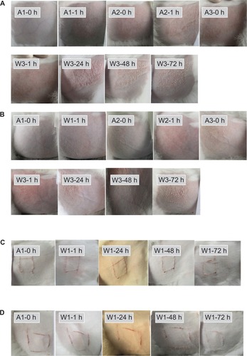 Figure 11 Irritation response of rabbit back skin surface.Notes: (A) Microemulsion (ME) without total flavone of rhizoma arisaematis (TFRA) on intact skin; (B) TFRA-loaded ME on intact skin; (C) ME without TFRA on injured skin; (D) TFRA-loaded ME on injured skin.Abbreviations: A, applied with medicine; h, hours; W, drugs washed off.