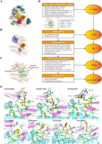 Figure 2. The virtual screening process for BCKDK inhibitors. The screening of BCKDK inhibitors consists of the following major parts: binding site prediction, structure-based virtual screening and bioactivity evaluation. (A–C) The results of allosteric site prediction based on the crystal structure of BCKDK. (A) Fifteen ligand binding sites were predicted by the CavityPlus server based on the crystal structure of BCKDK (PDB ID: 3TZ0). (B) The following sites are displayed: Site 4 represents the orthosteric site, Site 2 corresponds to the allosteric site reported in the literature, and Site 5 is a novel allosteric site selected in this study. (C) The orthosteric site contains the ADP structure shown in orange stick, while the targeted allosteric site (with key amino acid residues shown in green stick) is the focus of this study. (D) The specific screening steps for BCKDK inhibitors after determining the ligand binding site: Step 1: Screening 11.4 million compounds from the VirtualFlow Real Library, which contains 1.4 billion compounds, using custom ligand screening conditions. The predicted novel allosteric site (Site 5) was defined as the docking site (site space information: centre_x = 5.945, centre_y = -26.304, centre_z = 17.208, size_x/y/z = 22.4). Step 2: Employing the rigid docking software Qvina2 and Smina, 11.4 million compounds were docked into the target site. The top 25,000 compounds with the highest docking scores of each software were retained, resulting in a primary screening database of 47,702 compounds after eliminating duplicates. Step 3: Setting the amino acid residues within 8 Å of the binding site as flexible residues, the compounds in the primary screening database were docked using the platform’s own flexible docking software, Vina. The top 200 compounds were screened to form the fine screening database. Step 4: Hermite software was used to predict the ADMET properties of the compounds in the fine screening database. Based on the prediction of ADMET properties of the compounds through the Hermite Platform (https://hermite.dp.tech, DP Technology), compounds with high solubility, favourable bioavailability, and low toxicity were selected. Furthermore, considering the key interactions between the compounds and key amino acid residues in the receptor binding site, seven compounds that exhibited both hydrogen bonding and hydrophobic interactions were identified as theoretical hit compounds (hits). Step 5: Biological activity evaluation assays were performed on the hits, leading to the identification of three lead compounds. (E) The interactions between the seven hits and the key amino acid residues within the targeted site were examined. The compound structures are shown as yellow sticks, while the key amino acid residues within the site are indicated by green sticks. All these compounds can form hydrogen bond interactions with ARG371 or THR41 residues and occupy the hydrophobic cavity composed of TYR349, MET172, LEU46, and other crucial amino acid residues.