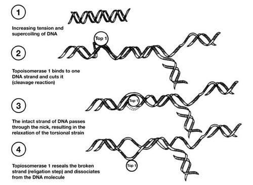 Figure 1 Mechanism of action of topotecan. Copyright © 1997. Reprinted with permission from CitationRothenberg ML. 1997. Topoisomerase I inhibitors: review and update. Ann Oncol, 8:837–55