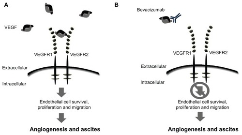 Figure 1 Schematic of mode of action for VEGF signaling and bevacizumab. (A) Free unbound VEGF interacting with the receptor. (B) The monoclonal antibody, bevacizumab, binds to VEGF-A, preventing ligand-receptor interaction and downstream signaling.