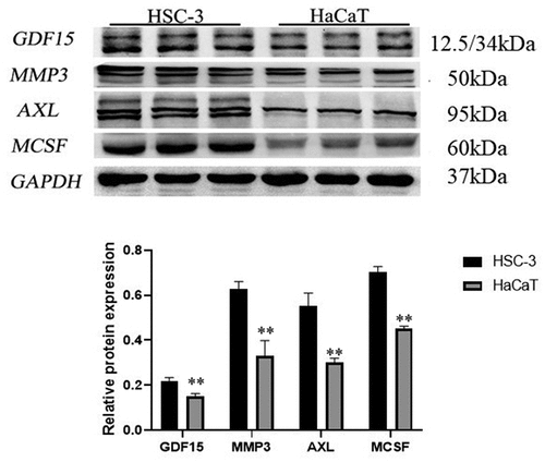 Figure 7. Western blot of key proteins in HSC-3 and HaCaT cells. The expression level of GDF15, MCSF, I309, MMP3, CTACK and AXL was detected by western blotting and its quantification in HSC-3 and HaCaT cells