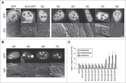 Figure 2. Intracellular distribution of peptide tagged GFP tracer proteins in living cells. (A) Representative microscopic images of live C2C12 cells transfected with GFP, NLS-GFP and a fusion of NLS-GFP with 8 glycines (8G) as example for the addition of neutral amino acids is shown in the first panel. The second panel shows images of cells with fusions of an increasing number of aspartates as examples for acidic amino acid fusions to NLS-GFP. The GFP fluorescence is depicted in the upper row with the corresponding differential interference contrast (DIC) images below. (B) Microscopic Images of the distribution of the NLS-GFP fused to 4 to 7 additional arginines. The graphs in (C) represent the mean distribution of the GFP constructs depicted in (A) and (B) in cytoplasm and nucleoli in relation to the nucleoplasm for an average of 10 cells from 2 independent experiments. Scalebars: 5 µm.