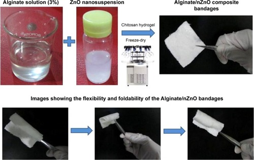 Figure 1 Photographical representation of the preparation of alginate hydrogel/zinc oxide nanoparticles (nZnO) composite bandages.