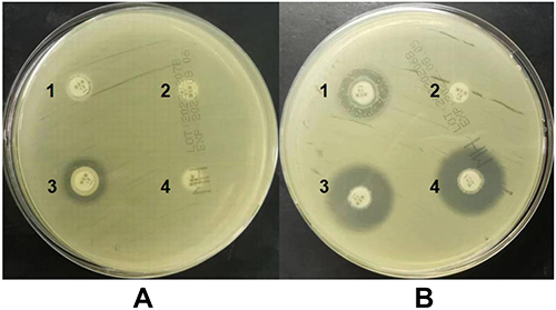 Figure 1 Representative images of mCIM and eCIM test results. (A) mCIM test results; (B) eCIM test results. 1: ATCC®BAA-1705TM (producing serine carbapenemase) as a positive control; 2: CRKP clinical isolates (producing serine carbapenemase); 3: ATCC®BAA-2146TMa (producing metallo-β-lactamase) as a positive control; 4: CRKP clinical isolates (producing metallo-β-lactamase).
