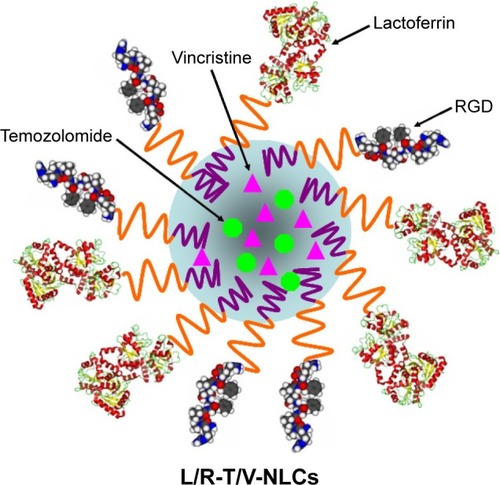Figure 2 Scheme graph of L/R-T/V-NLCs.Abbreviations: RGD, arginine–glycine–aspartic acid; L/R-T/V-NLCs, lactoferrin- and arginine–glycine–aspartic acid dual-ligand-comodified, temozolomide and vincristine-coloaded nanostructured lipid carriers.