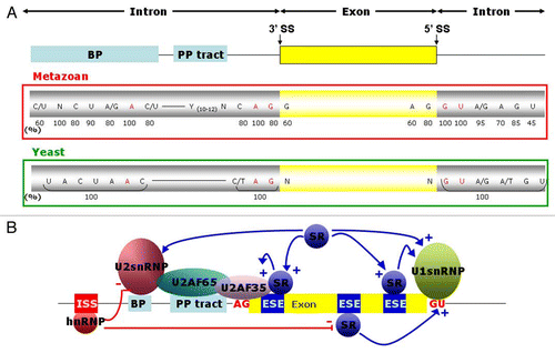 Figure 1 Cis acting sequence elements and trans-acting factors determining exon definition. (A) Conserved sequences flanking metazoan and yeast exons. The exon is symbolized by a yellow rectangle. The flanking introns are symbolized by lines in which the branch point (BP) sequence and polypyrimidine tract (PP tract) are highlighted as light blue boxes. The conserved nucleotides of the BP, PP tract, 3′ splice site (3′ SS) and 5′ splice site (5′ SS) are shown below with numbers indicating the percent prevalence of the most frequent nucleotides at each position. Shown in red are the branch point adenosine as well as the virtually invariant last two and first two nucleotides of the introns. (B) Role of splicing activators and repressors in splicing modulation. SR proteins bind to exonic splicing enhancers (ESE; dark blue) via their RNA recognition motifs and favour the recruitment of the splicing machinery (+) at the 5′ and 3′ SS, mainly by stabilizing the interaction between snRNPs and the pre-mRNA. SR proteins also act by direct protein-protein interactions with U1 snRNPs at the 5′ SS, and with the U2 snRNP and U2AF co-factors at the 3′ SS. In contrast, hnRNP proteins most frequently bind to intronic splicing silencers (ISS; red) and are involved in repression (−) of splicing, by exerting negative effects on U snRNPs or SR proteins. These different interactions are represented by arrows.