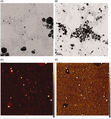 Figure 5. FE-TEM and AFM images of OE-AuNPs. (A) FE-TEM images (scale bar: 200 nm), (B) FE-TEM images (scale bar: 100 nm), (C) AFM height sensor image (2.5 μm × 2.5 μm) and (D) AFM phase image (2.5 μm × 2.5 μm).