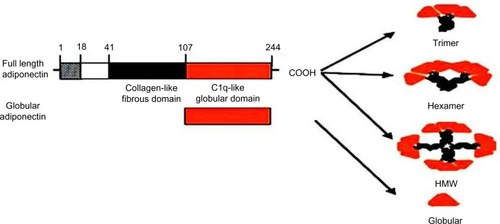 Figure 1 Domains and structure of adiponectin.