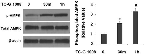 Figure 6. TC-G 1008 increased the phosphorylation of AMPK. MC3T3-E1 cells were stimulated with TC-G 1008 (10 μM) for 0.5, 1 h. Phosphorylated AMPK was measured (*, #, p < .01).