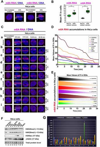 Figure 1. Recruitment of m6A RNA and m8A RNA to locally irradiated chromatin. (A) Localization of m6A RNA and m8A RNA in the nucleoplasm of non-irradiated and microirradiated HeLa cells. (B) Quantification of the density of m6A RNA and m8A RNA in the whole cell nuclei of non-irradiated and microirradiated cells. (C) m8A RNA was studied at DNA lesions of (a) non-treated cells, (b) after the treatment of Suv20h1/2 inhibitor A196 (A196i) affectioning H4K20me2/me3, after inhibition of RNA polymerases I and II (c) Actinomycin D and (D) α-amanitin. (E) We performed ATM depletion and (F) inhibition of DNA methyltransferase by 5-aza deoxycytidine. Inhibitors of histone deacetylases (HDACs) (G), suberoylanilide hydroxamic acid (Vorinostat; syn. SAHA), and (H) Trichostatin A (TSA) were studied. (I) PARP was inhibited by Olaparib. Regions of interest (ROI) are shown in white frames. Scale bars show 5 µm. (D, E) Quantification of m8A RNA at locally microirradiated chromatin in non-treated cells and after different treatments is shown. (F) Western blots show effects of selected treatments from panel C on the level of H4K20me2/me3, H3K9ac, and γH2AX. Data were normalized to the total protein levels and quantification is shown in panel (G).