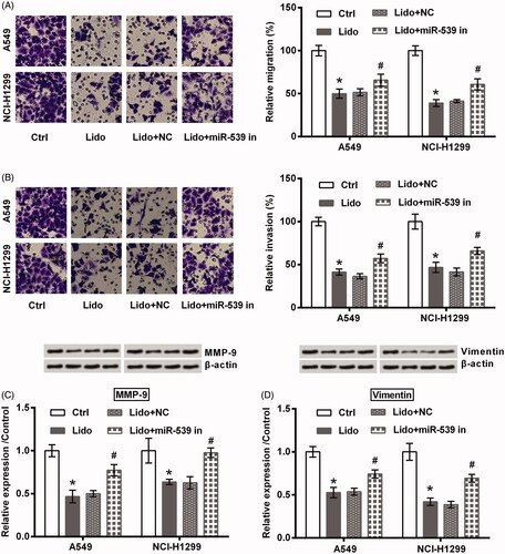 Figure 5. Lidocaine inhibited the metastasis of lung cancer cells via up-regulating miR-539. The transfected A549 and NCI-H1299 cells were treated by 8 mM lidocaine for 24 h. (A) Migration, (B) invasion, and (C,D) expression of metastasis-related proteins were measured using Transwell assay and western blot. * indicates p < .05 vs. control (Ctrl) group. # indicates p < .05 vs. Lido + NC group.