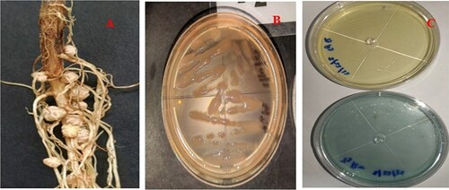 Figure 2. (A) Root nodules of mung bean under lahar-laden soil, (B) Rhizobia grew on YMA+ Congo red, (C) Rhizobia grew on YMA + Bromothymol Blue (BTB).