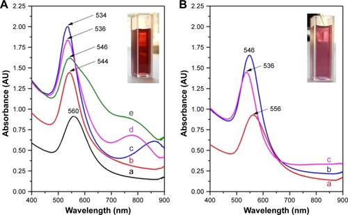 Figure 1 UV–Vis absorption spectra of different colloidal solutions.Notes: (A) UV–Vis absorption spectra of AuNP solutions synthesized using 0.25 mL (a), 0.5 mL (b), 1 mL (c), 1.5 mL (d) and 2 mL (e) OH extracts. (B) UV–Vis absorption spectra of AuNP solutions synthesized using 0.5 mL (a), 1 mL (b) and 1.5 mL (c) OF extracts. The insets present two optical images of the colloidal solutions synthesized using the two types of extracts. The colloids were diluted 1:1 with double distilled water prior to the measurements.Abbreviations: UV, ultraviolet; Vis, visible; AuNP, gold nanoparticle; OH, Origanum herba; OF, Origanum folium.