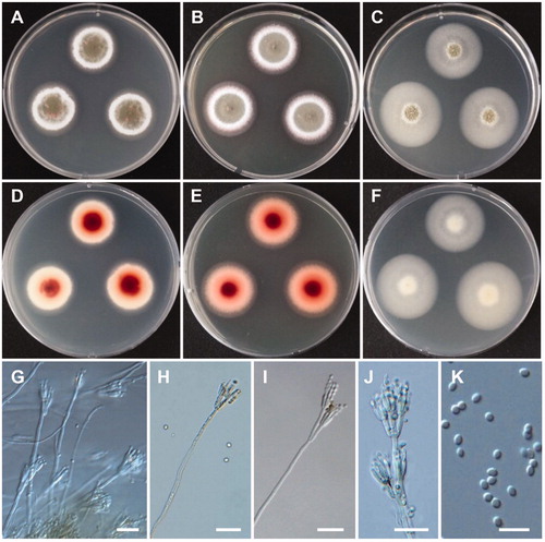 Figure 11. Morphology of Talaromyces siamensis CNUFC DMW2-2. (A,D) Colonies on czapek yeast autolysate agar. (B,E) Colonies on yeast extract sucrose agar. (C,F) Colonies on malt extract agar. (A–C) obverse view, (D–F) reverse view. (G–J) Conidiophores. (K) Conidia. Scale bars: G-J = 20 µm, K = 10 µm.