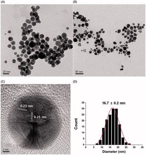 Figure 4. HR-TEM images of sk-AuNPs. The scale bars represent (A) 20 nm, (B) 50 nm and (C) 2 nm. The distances between two neighbouring lattice fringes were measured as 0.23 nm and 0.25 nm. (D) Size histogram of sk-AuNPs.