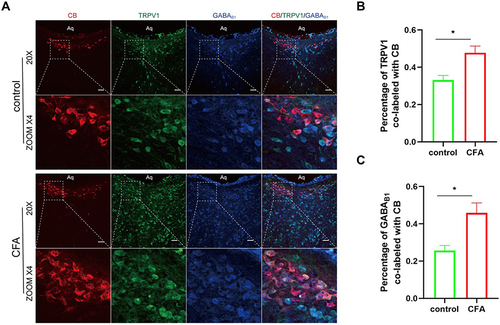 Figure 2 (A) the CSF-contacting nucleus slices from rats 3 days after plantar injection of CFA were doubly stained with anti-GABAB1 (blue) and anti-TRPV1 (green) antibodies. CB-labeled CSF-contacting neurons were red fluorescence. Scale bar, 50 μm. (B and C) Quantification of TRPV1-positive and GABAB1-positive neurons in the CSF-contacting nucleus. The proportion of double-stained neurons is expressed as a percent of all CB-labeled neurons counted in sections of the CSF-contacting nucleus. The proportion of TRPV1 and GABAB1 positive cells in the CSF-contacting nucleus is increased in CIP rats compared with the control group. Data are presented as mean ± SEM, n = 4; *P<0.05 vs control group, analyzed using Student’s t-test.