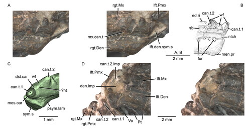 Figure 14. Dentary successional caniniform teeth of the holotype (USNM PAL 722041, ‘skull block’) of Opisthiamimus gregori gen. et sp. nov. A, extended depth of field (EDF) stereophotopair of the anterior end of the upper and lower jaws in right lateral view; B, interpretive camera lucida drawing of the anterior end of the right dentary in right lateral view; C, virtual three-dimensional rendering of the anterior end of the right dentary in anterodorsal and slightly medial views; D, EDF stereophotopair of the anterior end of the upper and lower jaws in left lateral and ventral views. Abbreviations: can.t.1, first or symphyseal successional caniniform tooth; can.t.2, second or distal successional caniniform tooth; can.t.2.imp, impression of the second or distal successional caniniform tooth; den.imp, dentary impression; dst.car, distal carina; ed.ri, edentulous ridge; for, foramen; ?ht, possible remnant of a hatchling tooth; lft.Den, left dentary; lft.den.sym.s, symphyseal surface of the left dentary; lft.Max, left maxilla; lft.Pmx, left premaxilla; men.pr, mentonian process; mes.car, mesial carina; mx.can.t, successional caniniform tooth of the maxilla; ntch, notch; psym.lam, postsymphyseal lamina; Pt, pterygoid; rgt.Den, right dentary; rgt.Max, right maxilla; rgt.Pmx, right premaxilla; sb, secondary bone; sym.s, symphyseal surface; Vo, vomer; wf, wear facet.