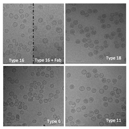 Figure 1. Representative cryo-electron microscopy images of human papillomavirus virus-like particles (L1 types 16, 18, 6, and 11). In the top left panel, the image is split to show type 16 particles on the left and type 16 particles decorated with an antibody fragment on the right. Scale bar is 200 nm.