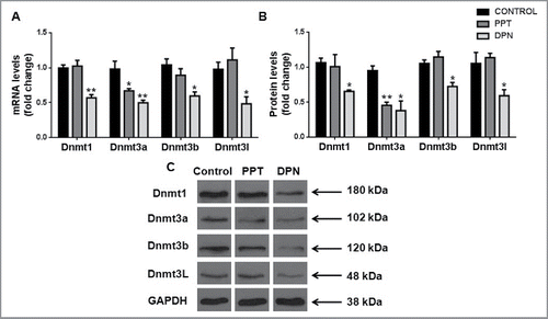 Figure 2. Effect of DNA methyltransferases in the testis after PPT and DPN treatments. (A) Transcript levels and (B) protein levels of Dnmts in testis after PPT and DPN treatments. (C) Representative images of protein bands of Dnmts and GAPDH. Results are expressed as means ± SEM. * indicates P < 0.05 and ** indicates P < 0.01. n = 8.