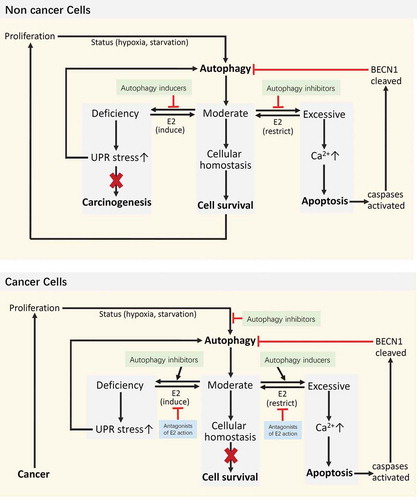 Figure 4. Model of how estrogenic regulation of autophagy affects cell fate. E2 helps maintain moderate autophagy and cellular homeostasis. Both deficient and excessive autophagy are abnormal. Deficient autophagy can lead to unfolded protein response (UPR) stress, which may reestablish homeostasis through the induction of autophagy. However, the UPR can further lead to carcinogenesis. The proliferation of cancer may induce a status of hypoxia and starvation, both of which can induce autophagy. Here, if a new balance is achieved, cells still have a chance to survive, which is bad for the treatment of cancer. Only when excessive autophagy releases enough calcium from the endoplasmic reticulum to the cytoplasm can apoptosis be triggered. Furthermore, activated caspases will cleave BECN1 and turn off autophagy. Autophagy inducers may prevent carcinogenesis when autophagy in non-cancer cells is deficient, or they may promote excessive autophagy in cancer cells and lead to apoptosis. Autophagy inhibitors seem to block the survival of cancer cells during starvation; however, the inhibition of autophagy cannot persist. The persistent stimulation of UPR stress also promotes autophagy.