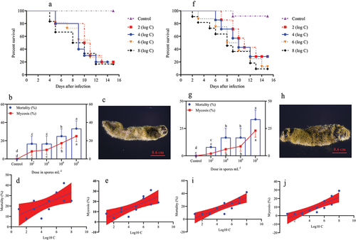 Figure 3. Survival, mortality, and mycosis of the 4th and 5th instar larvae of O. furnacalis (n = 90) following spray infection with different A. nomius concentrations. (a and f) survival probability of the (a) 4th and (f) 5th instar larvae of O. furnacalis; (b and g) mortality and mycosis of the (b) 4th and (g) 5th instar larvae of O. furnacalis infected with A. nomius; (c and h) A. nomius mycosis of the (c) 4th and (h) 5th instar larvae of O. furnacalis; (d, e, i, and j) log-probit regression line of (d and i) concentration-mortality and (e and j) mycosis response of 4th and 5th instar larvae of O. furnacalis to A. nomius.