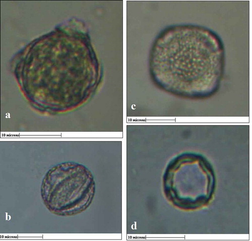 Figure 2. a) Polar view of pollen grain from male flower (size- 15 µm), b) equatorial view of pollen grain from male flower, c) Exine stratification of male pollen grain with thickness 2µm, d) pollen grain from female flower (10µm) with exine thickness 3µm. (All Scale bars 10µM)