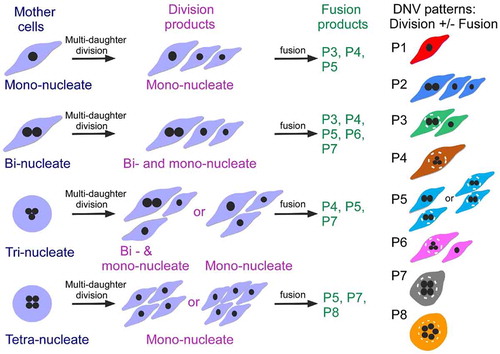 Figure 3. Daughter number variations (DNVs) in cancer cells. Schematic representation of two-staged DNV process showing Stage 1 (division) followed by Stage 2 (fusion). The mono-nucleate, bi-nucleate, tri-nucleate or tetra-nucleate mother cells (blue labels) give rise to different division products in Stage 1 (red labels), consisting of mono-nucleate daughters, or two mono-nucleates plus one bi-nucleate daughters. Some of these Stage 1 cell products undergo cellular fusions to form different nucleate pattern P3-P8 (green labels). The final nucleate patterns of DNV daughters therefore include the P1-P8 patterns. The P1 pattern consists of mono-nucleate daughters, and the P2 pattern consists of two mono-nucleate and one bi-nucleate daughters. The bi-nucleate cell in P3 stems from the fusion of two mono-nucleate Stage 1 DNV daughters. In P5, either one of the two bi-nucleate cells in the pattern is mitosis-born while the other arises from the fusion of two Stage 1 mono-nucleate DNV daughters, or both the bi-nucleate cells stem from the fusion of two Stage 1 mono-nucleate DNV daughters. The tri-nucleate cell in P4 arises by fusion of three Stage 1 mono-nucleate cells; P6 consists of one tri-nucleate cell derived from cell fusion and one mono-nucleate cell; and the tetra-nucleate cell in P7as well as the penta-nucleate cell in P8 arise mainly from the fusion of Stage 1 mono-nucleate DNV daughters. In all instances, fusion is indicated by enclosure within a dashed circle (white). See Supplementary Figure 2–18 and Videos 13–29 for illustration of the formation of P1-P8 nucleate patterns