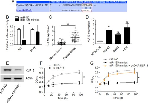 Figure 4. The miR-125-5p targets KLF13 in osteosarcoma. (A) Bio-informatics-based prediction of miR-125-5p regulatory target (B) dual-luciferase reporter assay for the interaction analysis of miR-125-5p with KLF13 (C) transcript level of KLF13 in osteosarcoma and normal bone tissues (D) KLF13 transcript level in osteosarcoma cell lines (MG-63, Saos2 and HOS) and normal osteoblast cells, hFOB1.19 (E) KLF13 protein expression in miR-125-5p overexpressing Saos2 cancer cells and negative control cells (F) MTT assay for proliferation analysis of si-NC or si-KLF13 transfected Saos2 cells (G) analysis of proliferation of Saos2 cancer cells transfected with miR-125-5p mimics, miR-125-5p mimics plus pcDNA-KLF13 or miR-125-5p negative control (miR-NC). The experiments were performed in triplicate and expressed as mean ± SD (*P < .05).