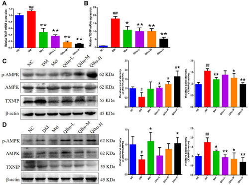 Figure 6 The effect of Qihu on AMPK signaling and TXNIP expression in the liver and pancreas of db/db mice. (A and B) The TXNIP mRNA levels in the liver (A) and pancreas (B) were detected by qRT-PCR assay. All data were expressed as mean ± SD (n = 3). (C and D) The protein levels of p-AMPK, AMPK and TXNIP in the liver (C) and pancreas (D) were detected by Western blot assay. The left panel is the representative Western blot result, and the right panel is the quantitative result of Western blot. # p < 0.05 or ## p < 0.01 vs NC, *p < 0.05 or **p < 0.01 vs DM.