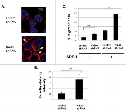 Figure 5. Kaiso regulates F-actin assembly and cell migration. (A) Kaiso knockdown in Jurkat cells leads to enhanced SDF-1 induced actin-polymerization. Control and Kaiso shRNA transduced Jurkat cells were stained with rhodamine-phalloidin (red) to detect F-actin and nuclear DAPI staining (blue). Cell images were captured by Zeiss LSM 700 Laser Scanning Confocal-Microscope with 63X magnification and processed by ZEN software (Zeiss). (B) Quantification confirmed increased polymerization of F-actin in Kaiso knockdown Jurkat cells. F-actin staining intensities in Kaiso compared with control shRNA transduced Jurkat cells after 2 min. SDF-1 (200 ng/ml) stimulation were quantified using ImageJ software. Y-axis represents the intensity of actin staining per cell. Data represent mean+/− SD (N = 10), **P < 0.01. (C) Enhanced SDF-1 induced cell migration of Jurkat cells after Kaiso knockdown. Jurkat cells transduced with lentivirus expressing control and Kaiso shRNA were subjected to transwell migration assays without (left)/with (right) 100 ng/ml SDF-1 as chemoattractant in the lower chamber. Cells in the lower chambers were counted after 3 hours incubation. Ratios of migrating cells/ input cells are shown as percentage migrating cells. Data represent mean +/− SD (N = 10), **P<0.01. Experiments were repeated 3 times for each condition.