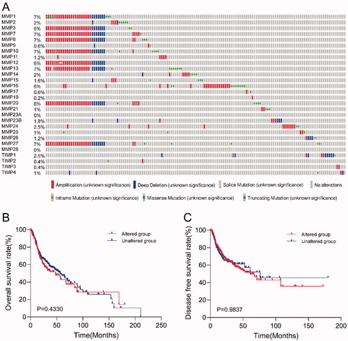 Figure 3. Genomic alteration analysis of MMPs/TIMPs in HNSCC using cBioPortal. (A) OncoPrint providing a visual summary of alteration across a set of 500 of HNSCC samples based on a query of the 28 of MMPs/TIMPs genes. Each row is taken as a gene, and each column is regarded as a sample. Bars of different colors represent different genomic alterations; (B) overall survival and (C) disease-free survival rates of the HNSCC patients with or without MMPs/TIMPs mutations. The red curves in the Kaplan–Meier plots include cases with gene alteration, and the blue curves include cases without gene alteration.