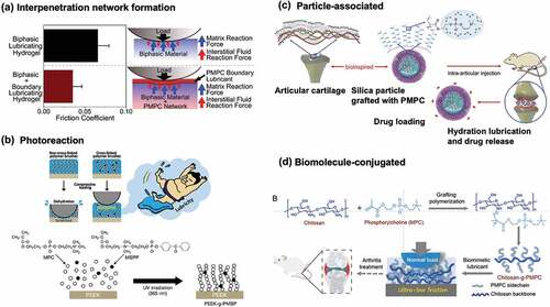 Figure 12. Various stable lubricious surfaces using zwitterionic polymers. (a) PMPC interpenetrating network system. Reprinted with permission from [Citation198]. Copyright (2018) elsevier. (b) Photoreactive cross-linking system to enhance the stability of lubrication layer. Reprinted with permission from [Citation213]. Copyright (2020) American chemical society. (c) a particle-based system using silica nanoparticles covered with MPC grafting layer as lubricant and drug reservoir. Reprinted with permission from [Citation214]. Copyright (2020) elsevier. (d) Bioconjugate system composed of natural biomolecule chitosan and PMPC grafting. Reprinted with permission from [Citation215]. Copyright (2022) Wiley.