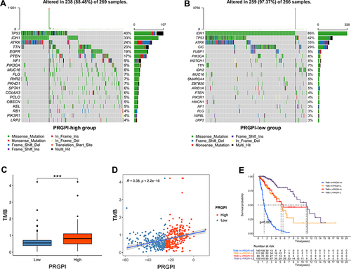 Figure 6 The mutation profile and tumor mutation burden (TMB) of different PRGPI subgroups in TCGA cohort. (A) Mutation profile in PRGPI-high group. (B) Mutation profile in PRGPI-low group. (C) The comparison of TMB between PRGPI-high group and PRGPI-low group. (D) The correlation of TMB with PRGPI. (E) Kaplan–Meier curves of different TMB and PRGPI subgroups for survival. *** p<0.001.