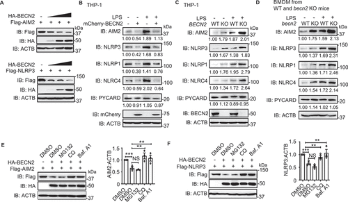 Figure 3. BECN2 degrades inflammasome sensors through the lysosomal pathway. (A) HEK293T cells were co-transfected with increasing doses of HA-tagged BECN2 plasmids along with Flag-tagged AIM2 or NLRP3, then immunoblotted using indicated antibodies. (B-D) WT and mCherry-BECN2-overexpressing THP-1 cells (B), or BECN2 KO THP-1 cells (C), and BMDMs from WT and Becn2-deficient mice (D) were left untreated or primed with LPS (200 ng/ml) for 3 h, then the protein levels of inflammasome sensors were detected by immunoblot using indicated antibodies. (E and F) HEK293T cells were co-transfected with HA-tagged BECN2 and Flag-tagged AIM2 (E) or NLRP3 (F), then treated with DMSO (vehicle), MG132, chloroquine (CQ) and bafilomycin A1 (Baf A1) for 6 h. Cell lysates were then immunoblotted using indicated antibodies. Quantification analysis for B-F is calculated based on the band density of three independent experiments after normalization. Statistical differences among inhibitor-treated groups were calculated using 1-way ANOVA with Tukey’s multiple comparison test (E, F). *P < 0.05, **P < 0.01, ***P < 0.001.