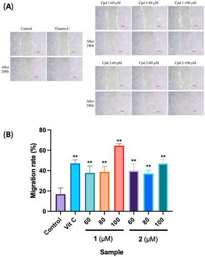 Figure 7. Effects of compounds 3′-hydroxylbenzyl-4-hydroxybenzoate-4′-O-β-glucopyranoside (1) and vanilloylcalleryanin (2) on the cell migration of WS-1 cells. (A) Wound-healing assay of WS-1 cells incubated with different concentrations of the 95% ethanolic extract of Pyrus calleryana (PC95E) compounds. (B) Cells were treated with compounds (60, 80 and 100 μM) isolated from PC for 24 h. Vitamin C (ascorbic acid, 100 μM) was used as a positive control. Photos were taken before and after treatment, and scratched areas were measured using ImageJ software (Bethesda, MD). Cell migration rates were calculated. Each determination was performed in triplicate, and values are presented as the mean ± standard deviation. **p < .01 vs. the control group.