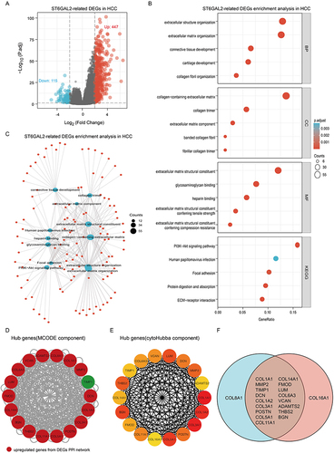 Figure 4 Functional enrichment analysis of ST6GAL2-related DEGs in HCC. (A) Volcano plot of ST6GAL2 related DEGs. (B, C) GO and KEGG functional enrichment analysis of ST6GAL2-related DEGs. (D) Hub genes were selected from the PPI network of ST6GAL2-related DEGs by the MCODE component (red: upregulated DEGs genes of the PPI network). (E) Hub genes were selected from the PPI network of ST6GAL2-related DEGs by the cytoHubba component. (F) The intersection of two sets of hub genes.